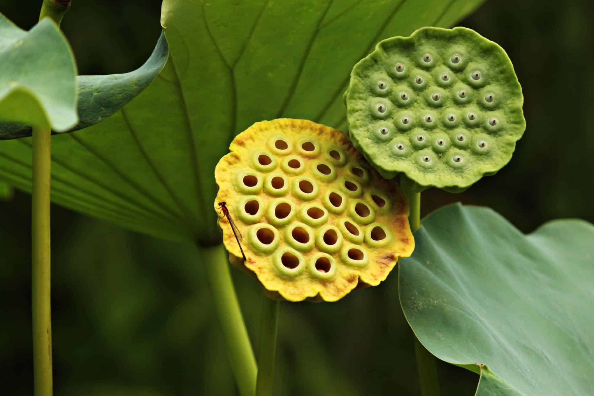 The Fear of Holes: Understanding Trypophobia