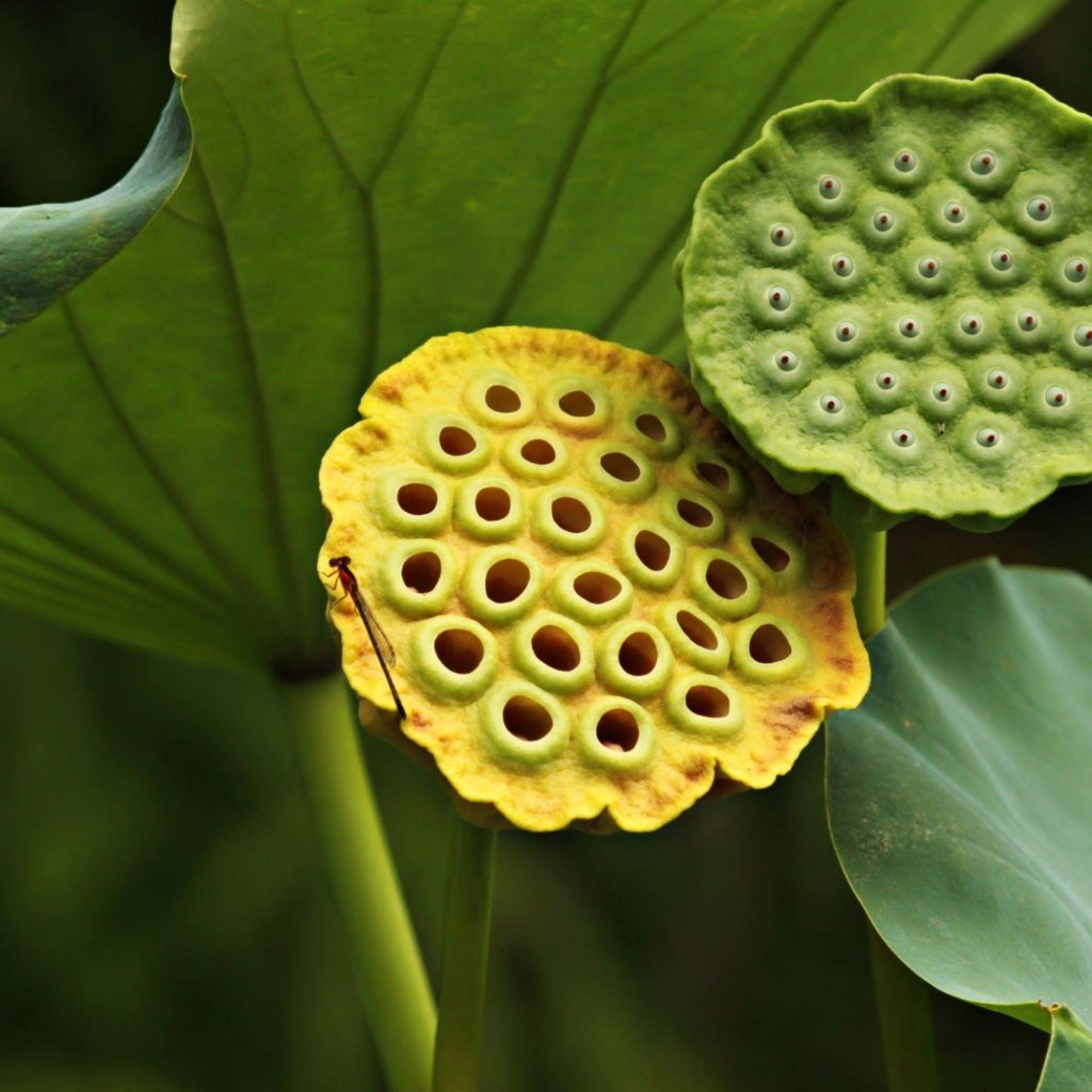 The Fear of Holes: Understanding Trypophobia